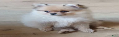Pomeriaan 2