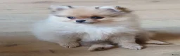 Pomchi honden te koop: Pomeriaan pups - Advertentie 13