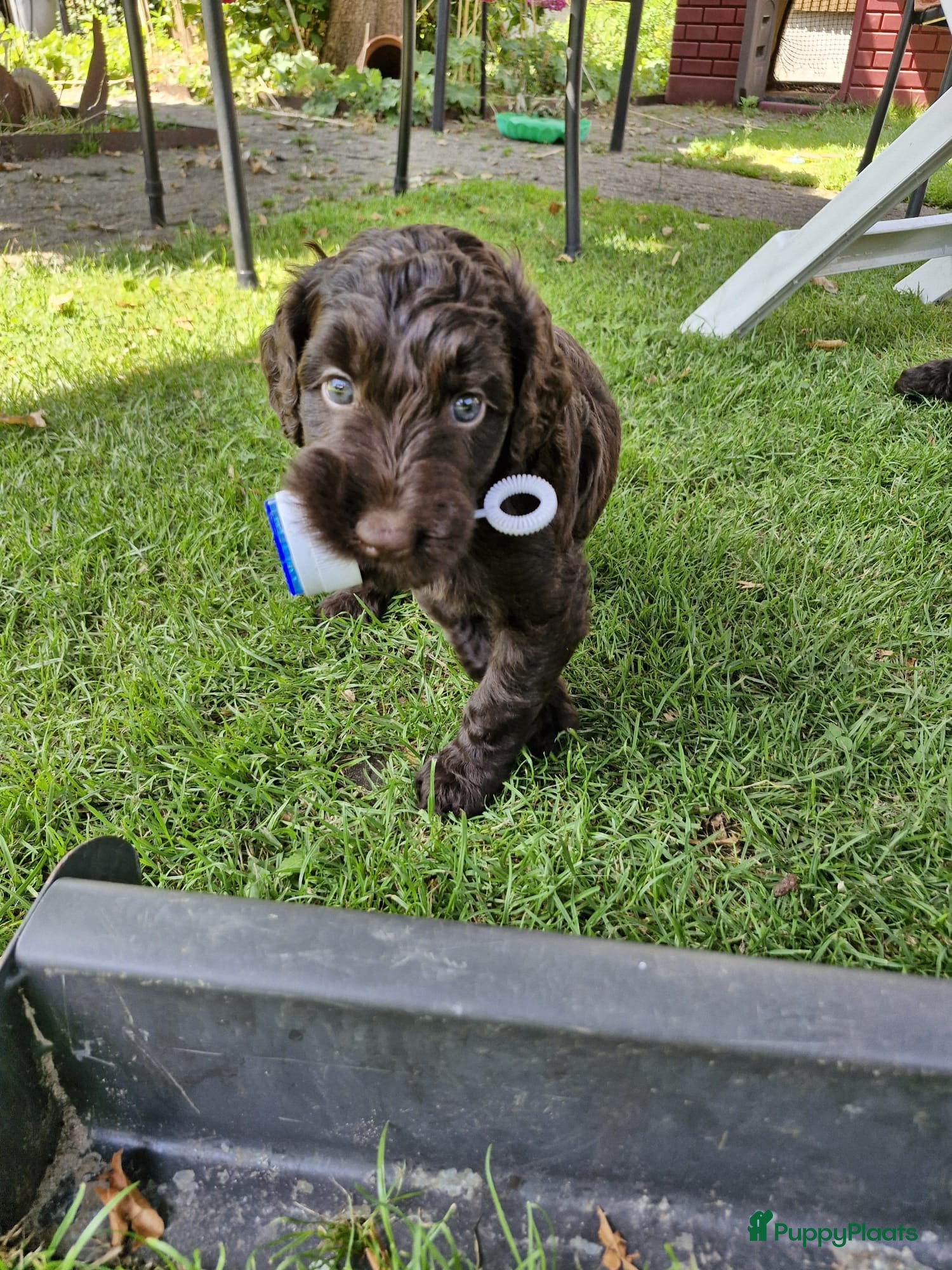 Labradoodle honden Labradoodles chocoladebruin F4, Medium - Advertentie 1
