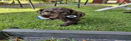 Labradoodle honden te koop: Labradoodles chocoladebruin F4, Medium - Advertentie 6