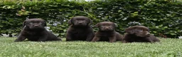 Labrador Retriever honden te koop: Chocolade bruine labrador pups met stamboom ! - Advertentie 19