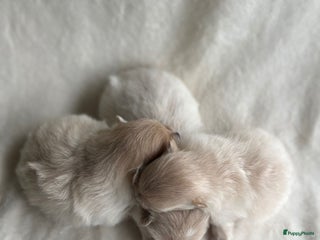 Pomeriaan honden - Advertentie 4