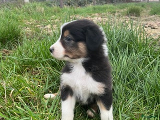 Australian Shepherd honden Raszuivere Australian Shepherd pups - Advertentie 13