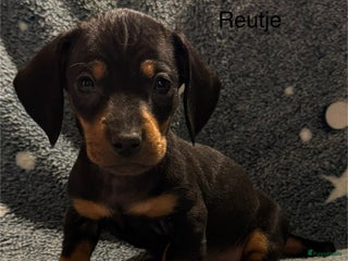 Teckel (korthaar) honden Prachtig nestje teckel pups - Advertentie 7