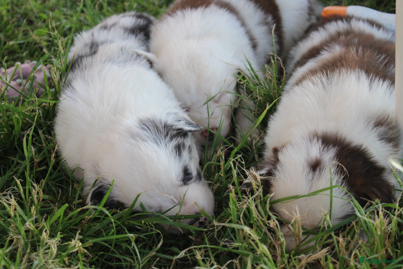 Border Collie honden te koop: Mooie speciale lieve Merle puppies - Advertentie 31