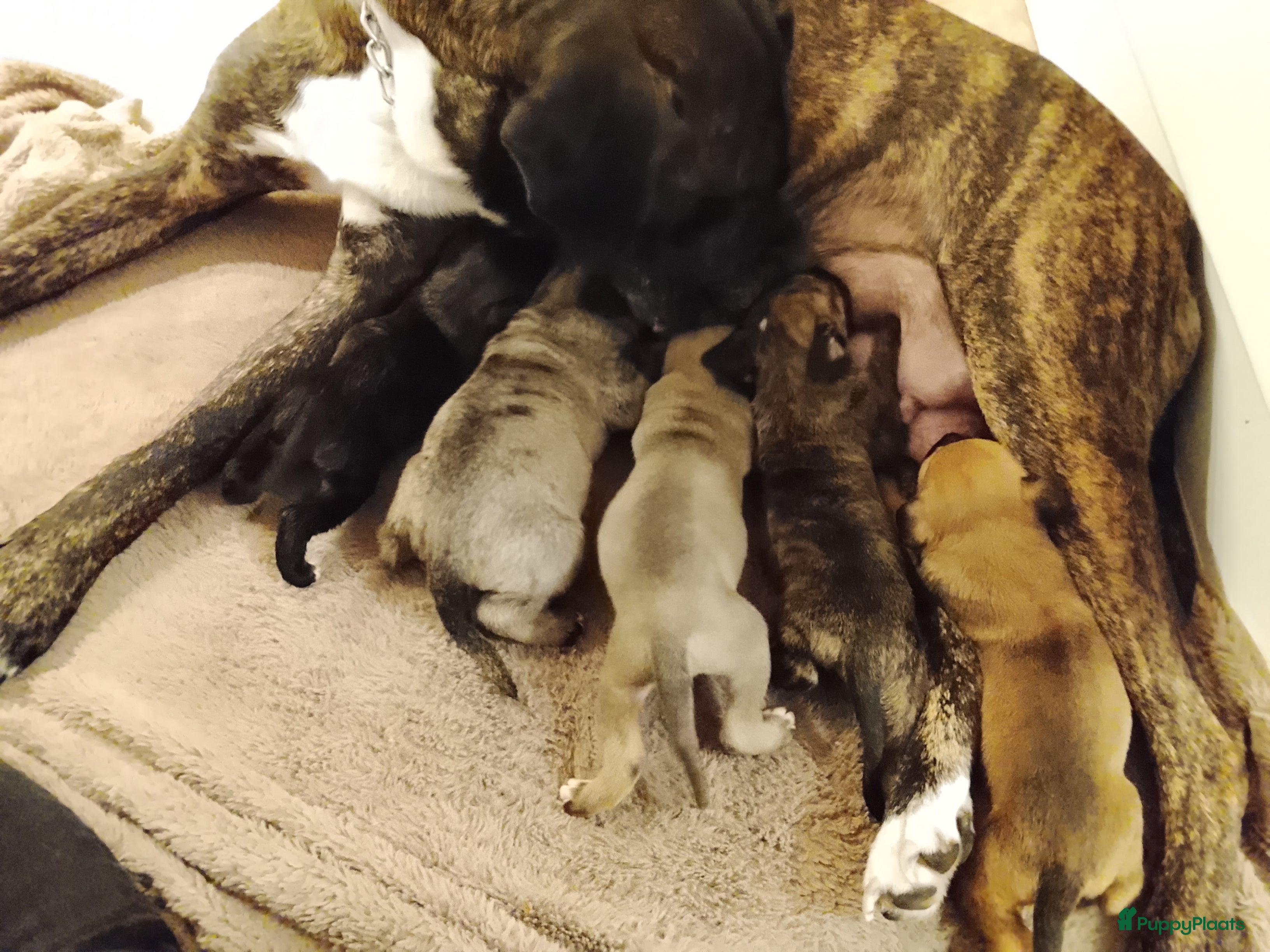 Kruising honden Fila nrasileiro/pressa de canario - Advertentie 1