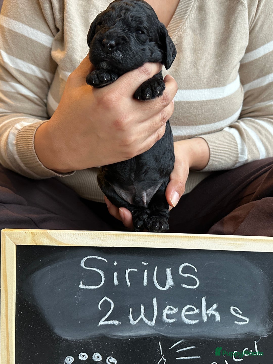 Cockapoo honden te koop: Health-Checked Mini Cockapoo Litter - Advertentie 13