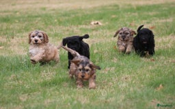Cockapoo honden te koop: Cockapoo pups - Afbeelding 20