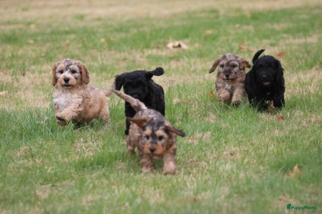 Cockapoo honden te koop: Cockapoo pups - Afbeelding 20