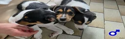 Boerenfox honden te koop: mooie 100% Boerenfox pups - Advertentie 10