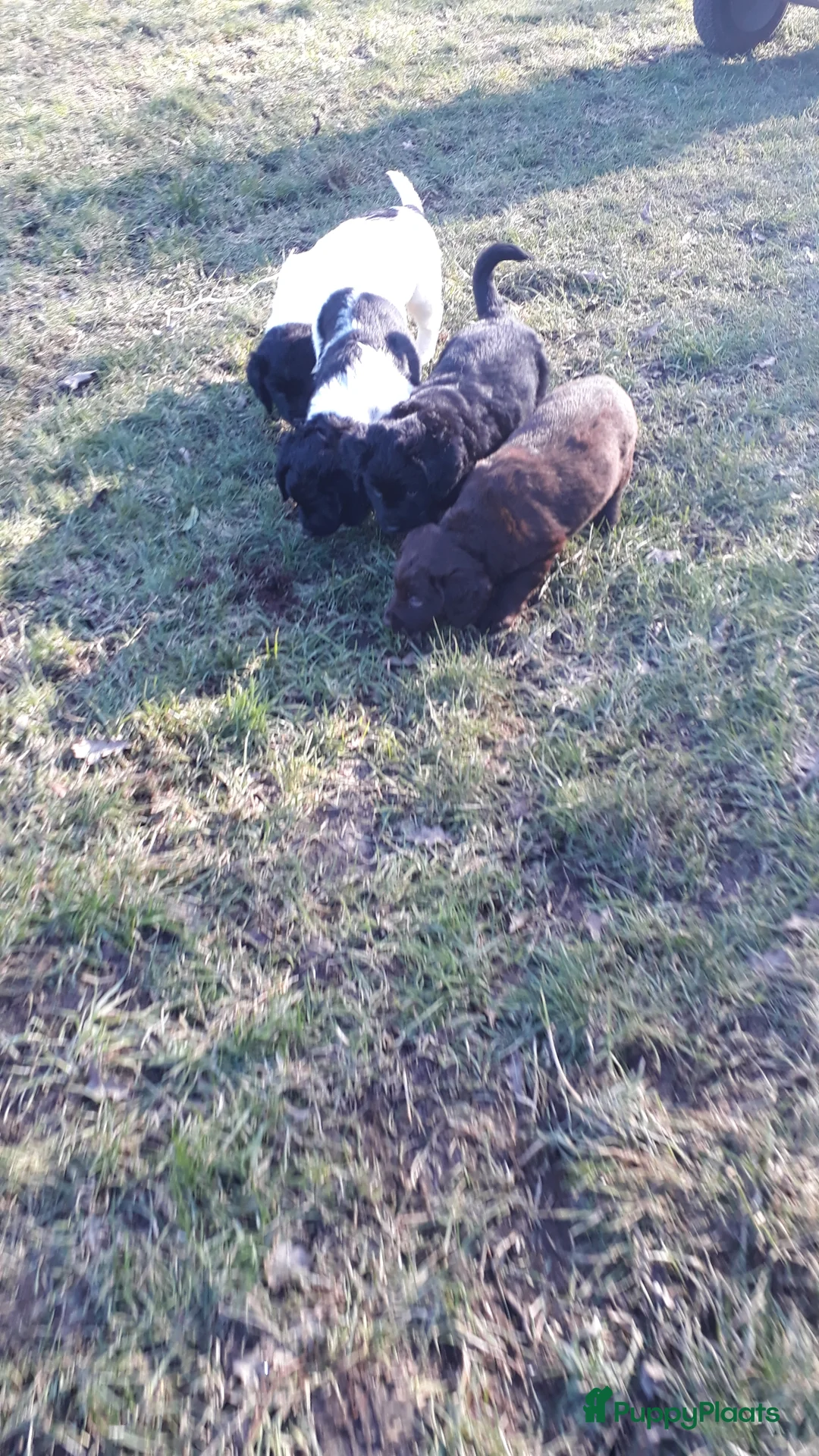 Kruising honden te koop: Enthousiaste Labrador X Friese Stabij pups - Advertentie 17