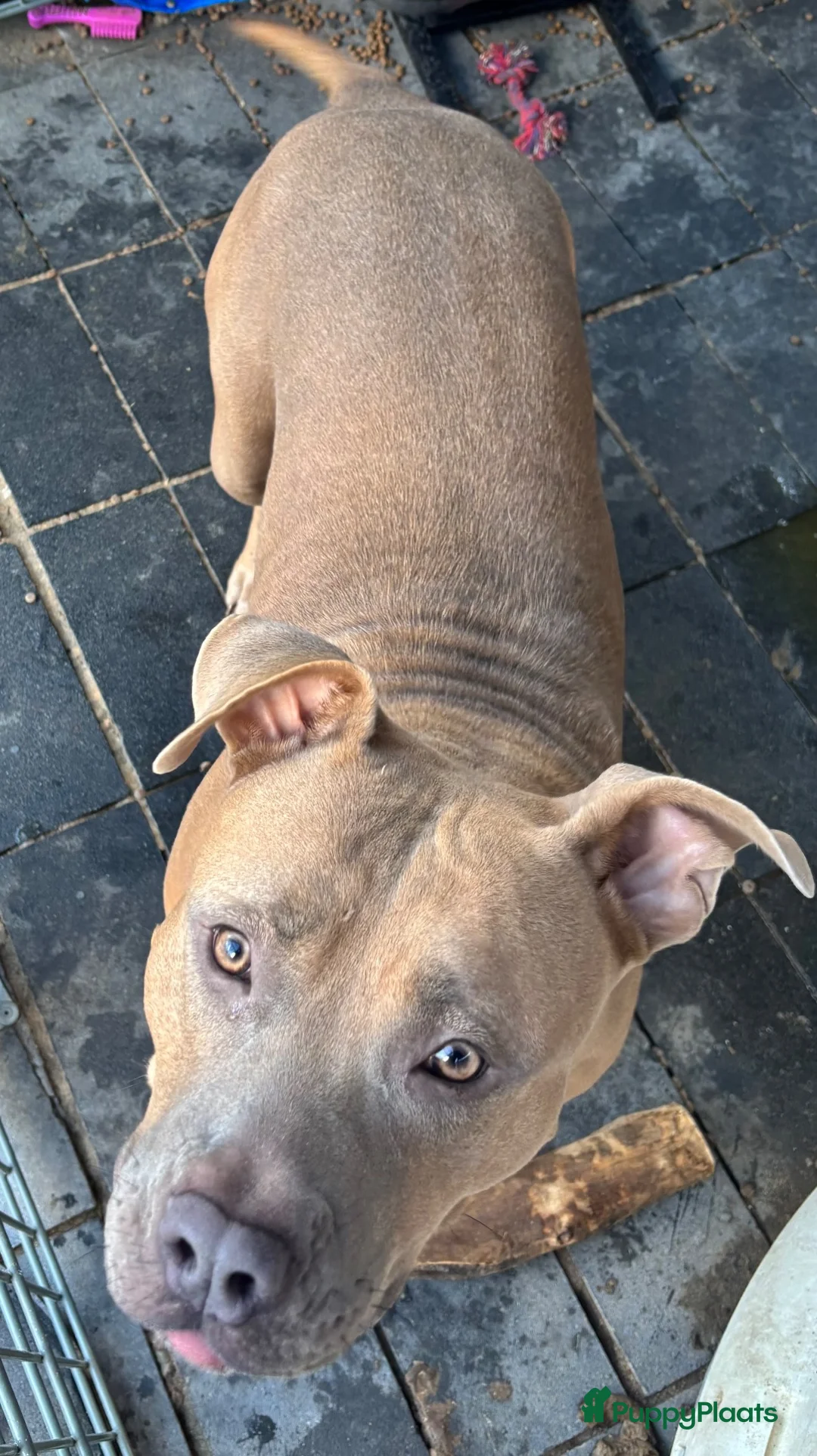Kruising honden te koop: Puppies kruising Mastino  en Bully xl - Advertentie 2