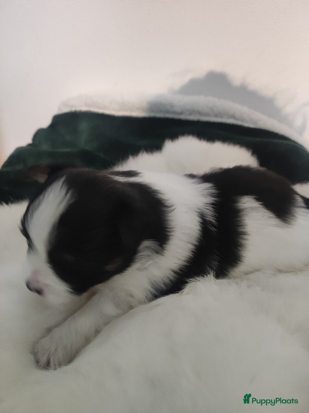 Maltipoo honden te koop: Prachtige pups maltipoo-pomerian in Helmond - Afbeelding 13