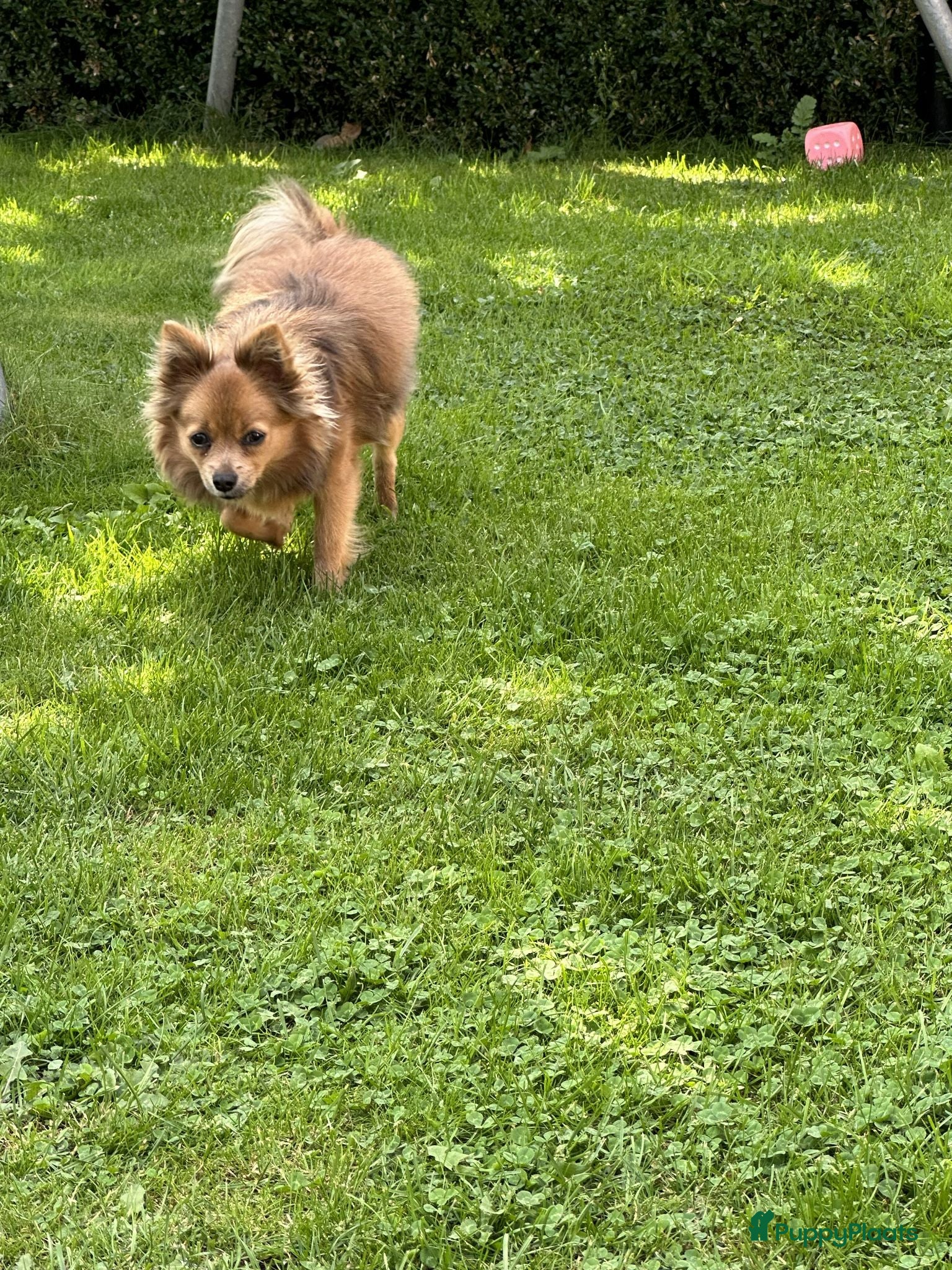 Kruising honden kruising boomer x poedel - Advertentie 1