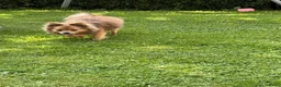 Kruising honden te koop: kruising boomer x poedel in Rijsbergen - Advertentie 1
