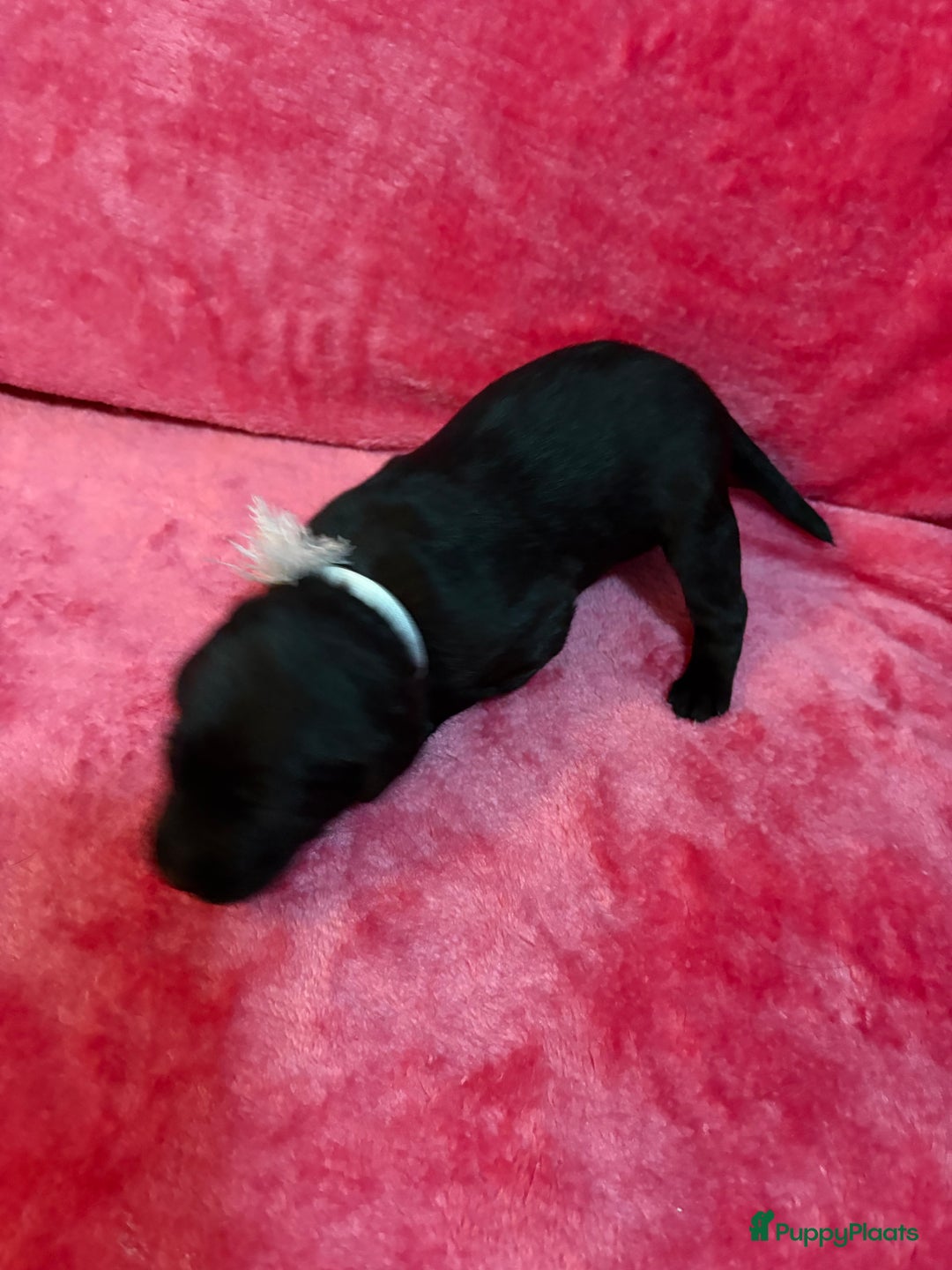 Kruising honden te koop: Labrador puppy’s - Advertentie 8