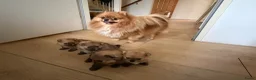 Pomeriaan honden te koop: Pomeriaan pups - Advertentie 4