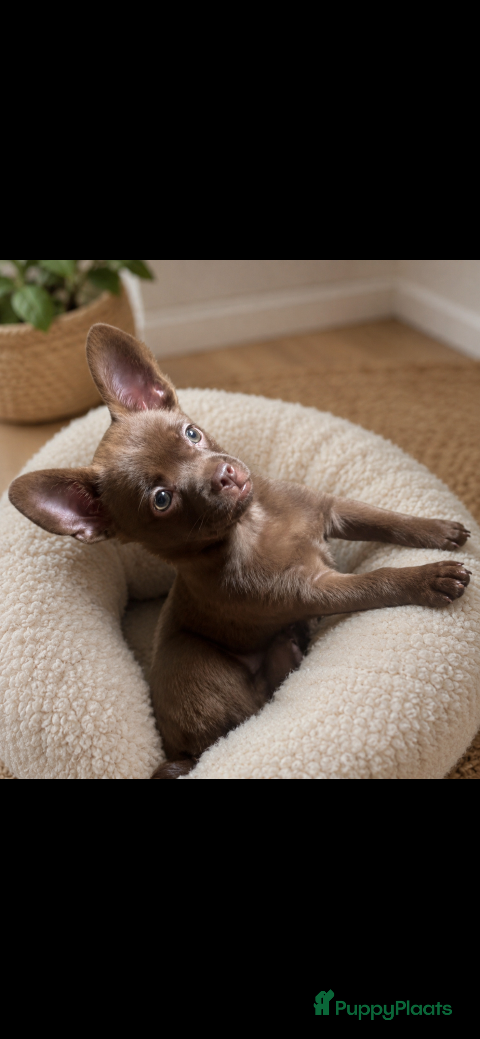 Chihuahua honden Mooie chihuahua pup  - Advertentie 1