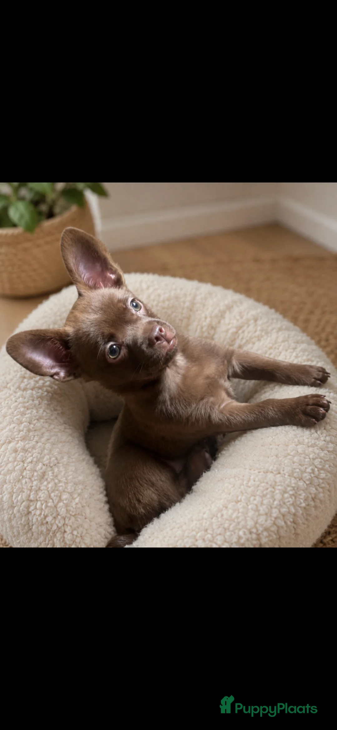 Chihuahua honden te koop: Mooie chihuahua pup  - Advertentie 1