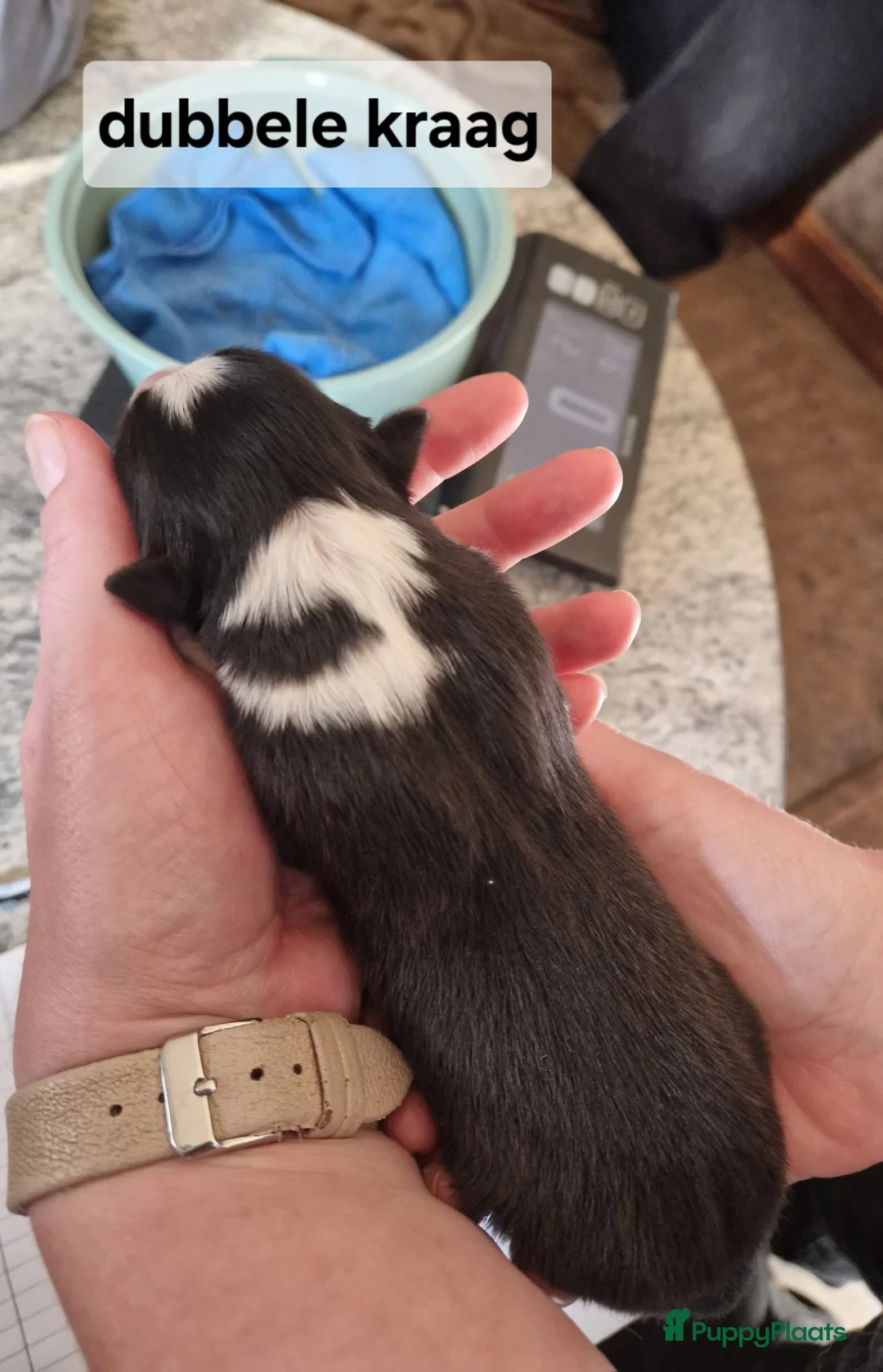 Border Collie honden te koop: Border collie pups - Advertentie 8