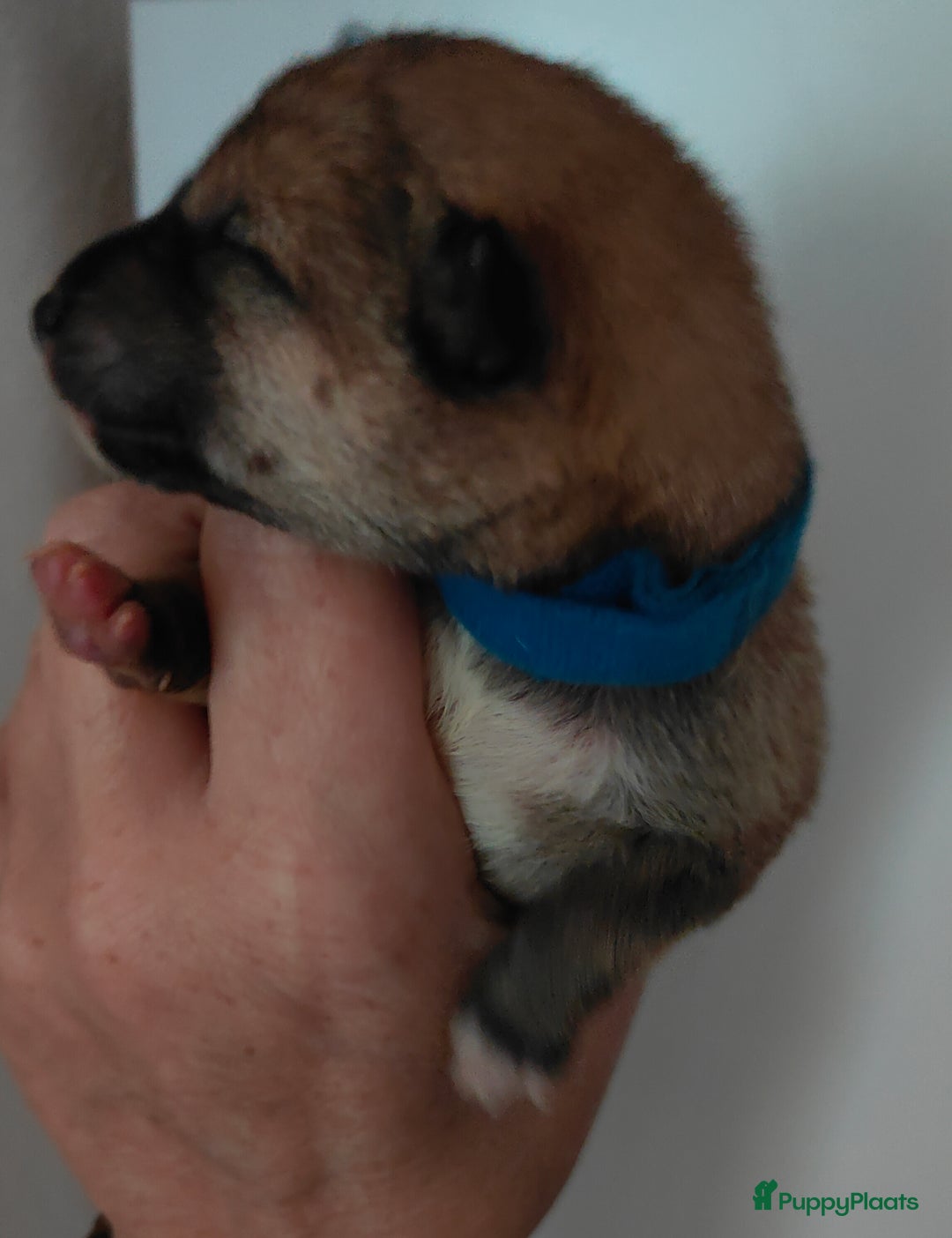 Shiba honden te koop: Shiba Inu pups met FCI stamboom - Advertentie 19