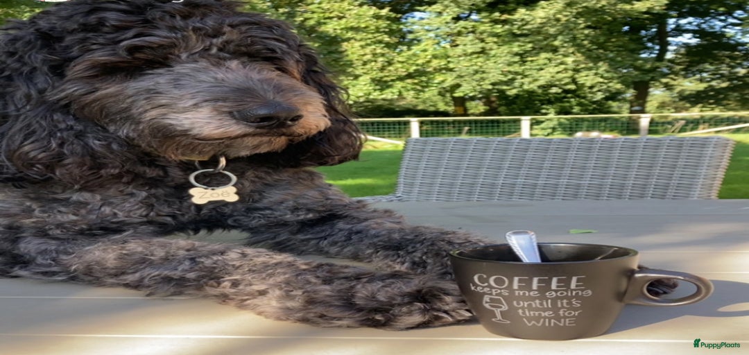 Galerij afbeelding {{count}}