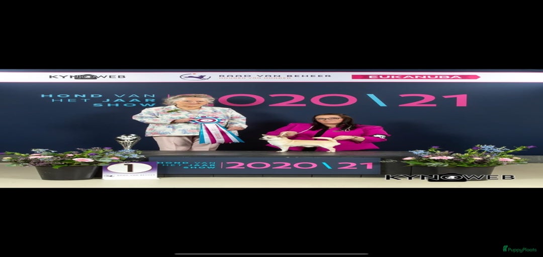 Galerij afbeelding {{count}}