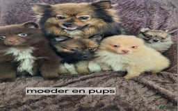 Pomeriaan honden te koop: Mooie pomeriaan pups ook ,peach en merle - Afbeelding 14
