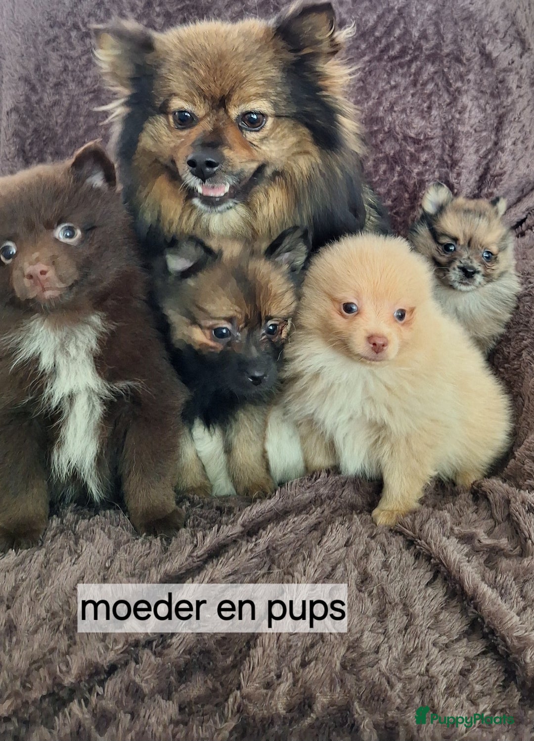 Pomeriaan honden te koop: Mooie pomeriaan pups ook ,peach en merle - Afbeelding 14