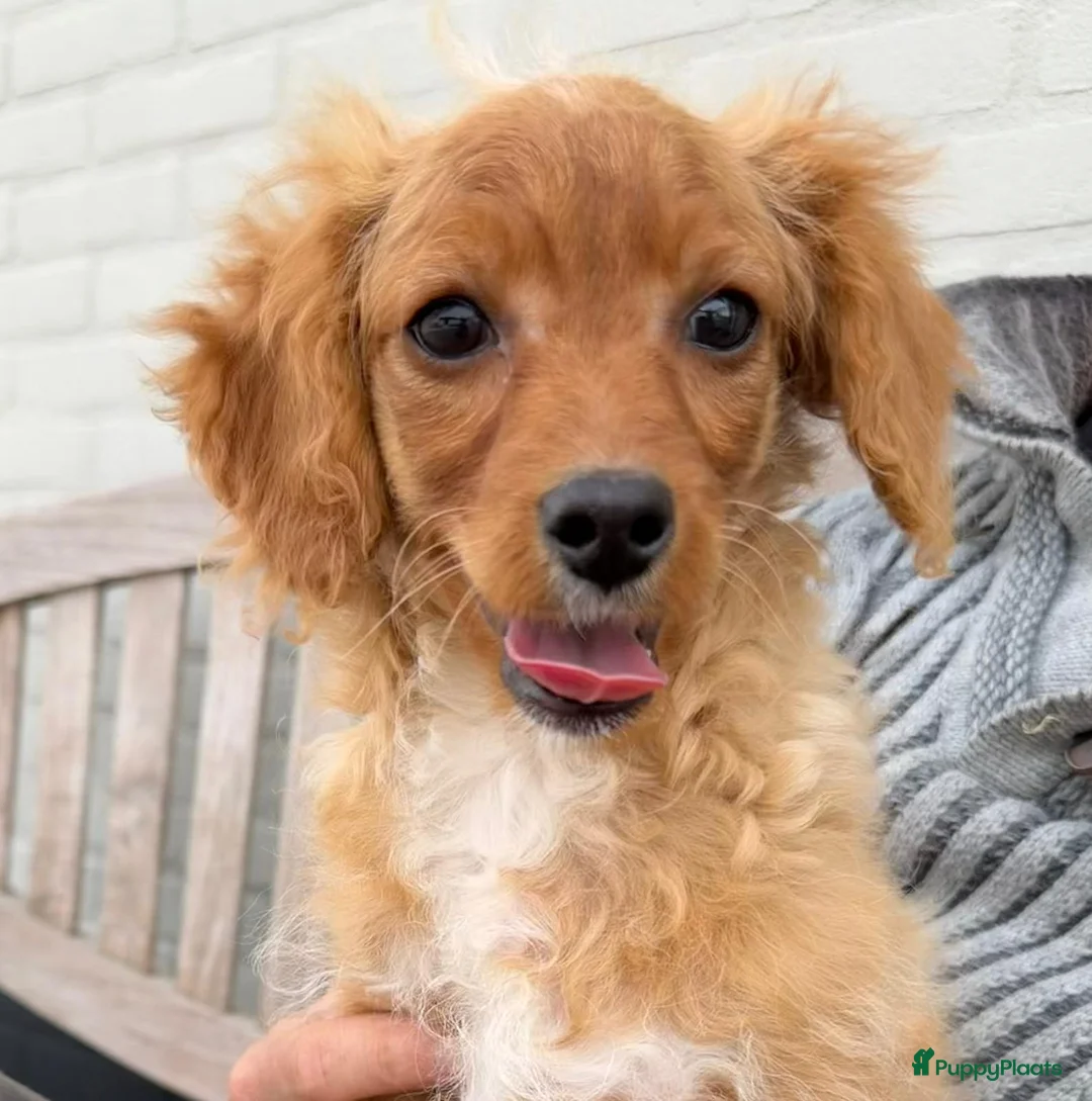 Maltipoo honden te koop: Nog 1 maltipoo reutje beschikbaar  - Advertentie 2