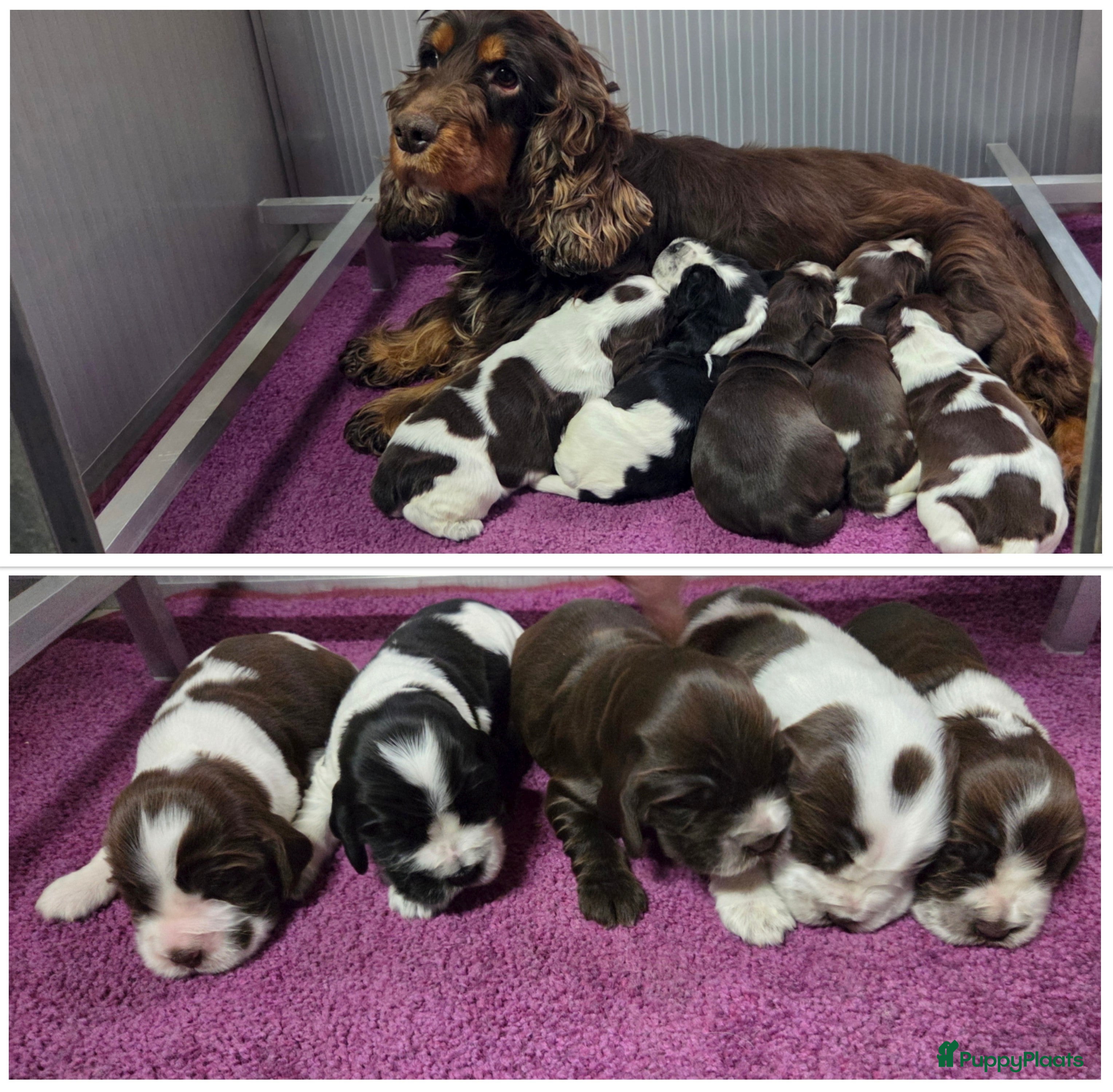 Engelse Cocker Spaniel honden Engelse Cockerspaniel pups met Stamboom. - Advertentie 1