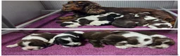Engelse Cocker Spaniel honden te koop: Engelse Cockerspaniel pups met Stamboom. - Advertentie 1