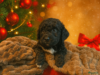 Maltipoo honden Maltipoo mini pup - Advertentie 5