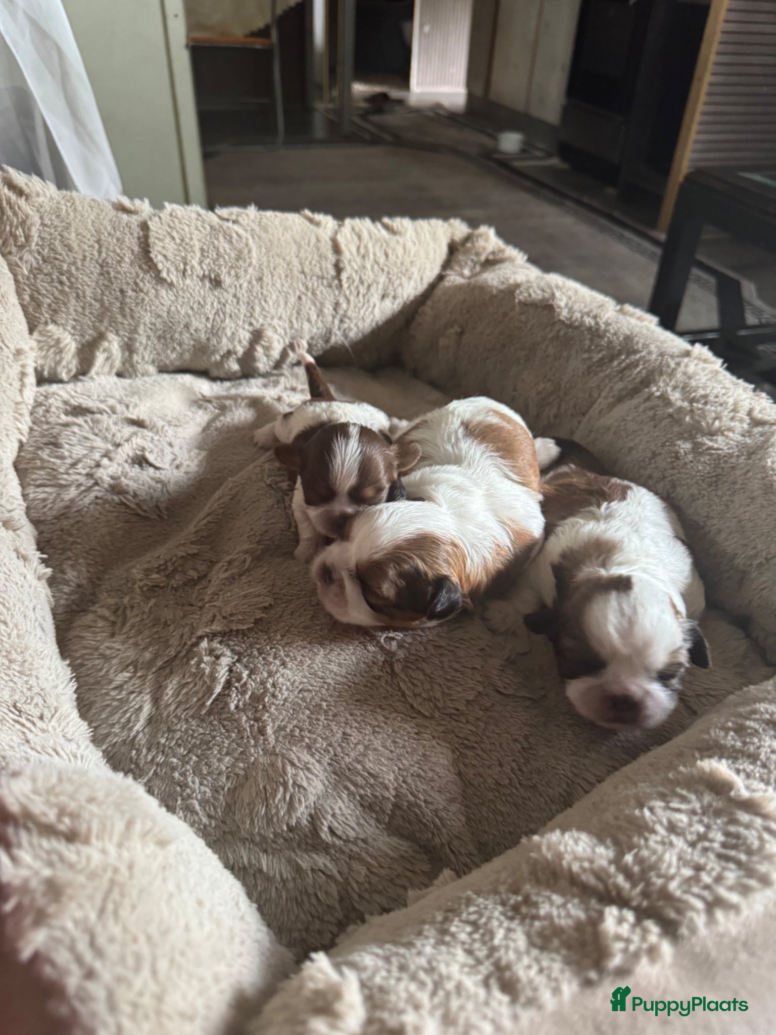 Shih Tzu honden te koop: Raszuivere Shih Tzu-puppy's met een klein tongetje - Advertentie 4