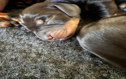 Teckel (korthaar)  honden te koop: Dwergteckel teefjes op zoek naar een gouden mandje in Halsteren - Afbeelding 8