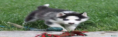 Siberische Husky 1