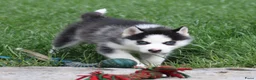 Siberische Husky honden te koop: Husky pup - Advertentie 5