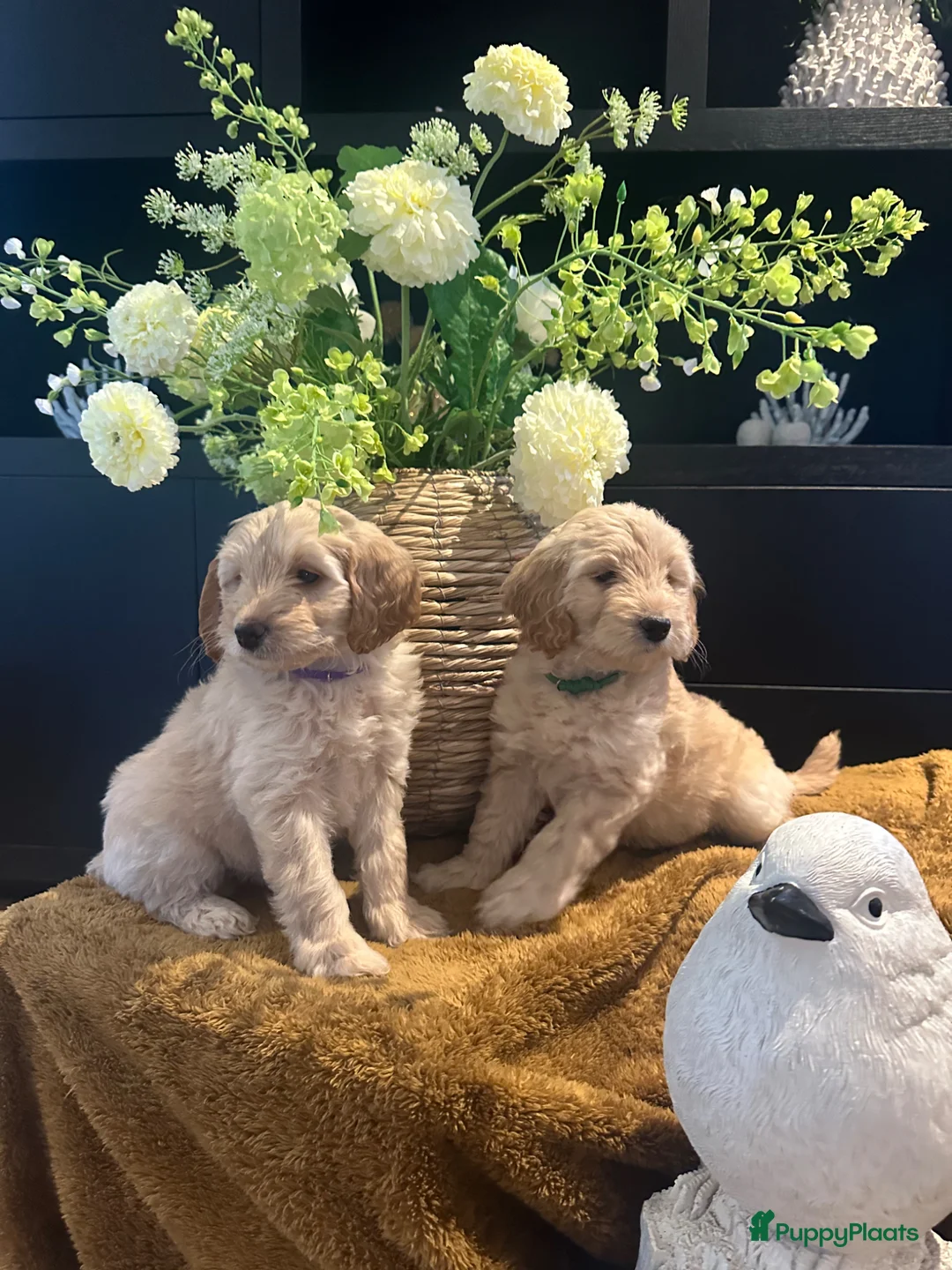 Australian Labradoodle honden te koop: 2 prachtige Australian Labradoodle teefjes - Advertentie 1