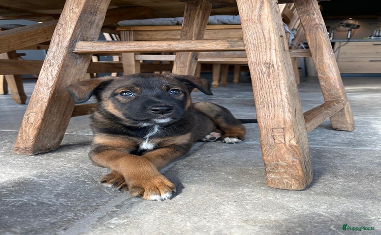 Kruising honden - Advertentie 1