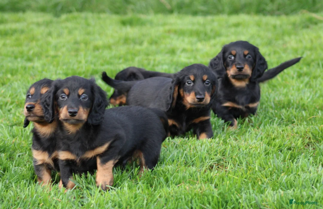 Teckel (langhaar) honden te koop: Teckel pups langhaar - Advertentie 2