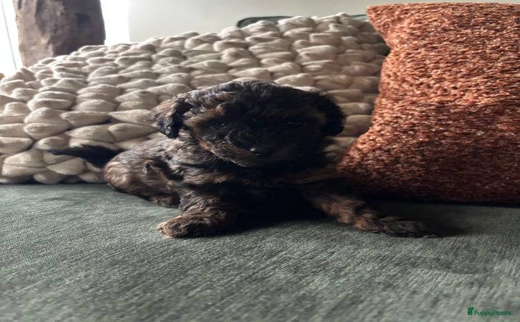 Dwergpoedel honden - Advertentie 3