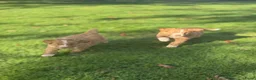 Kruising honden te koop: Nova Scotia Duck Tolling Retriever pups - Advertentie 5