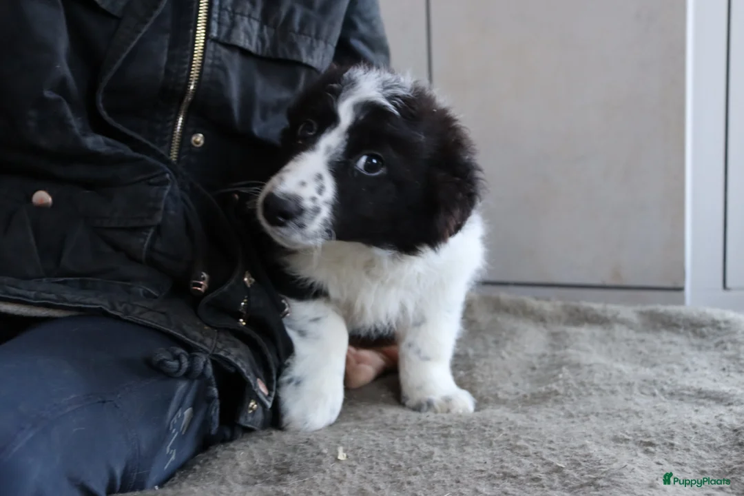 Border Collie honden te koop: Lieve border collie pups te koop - Advertentie 3