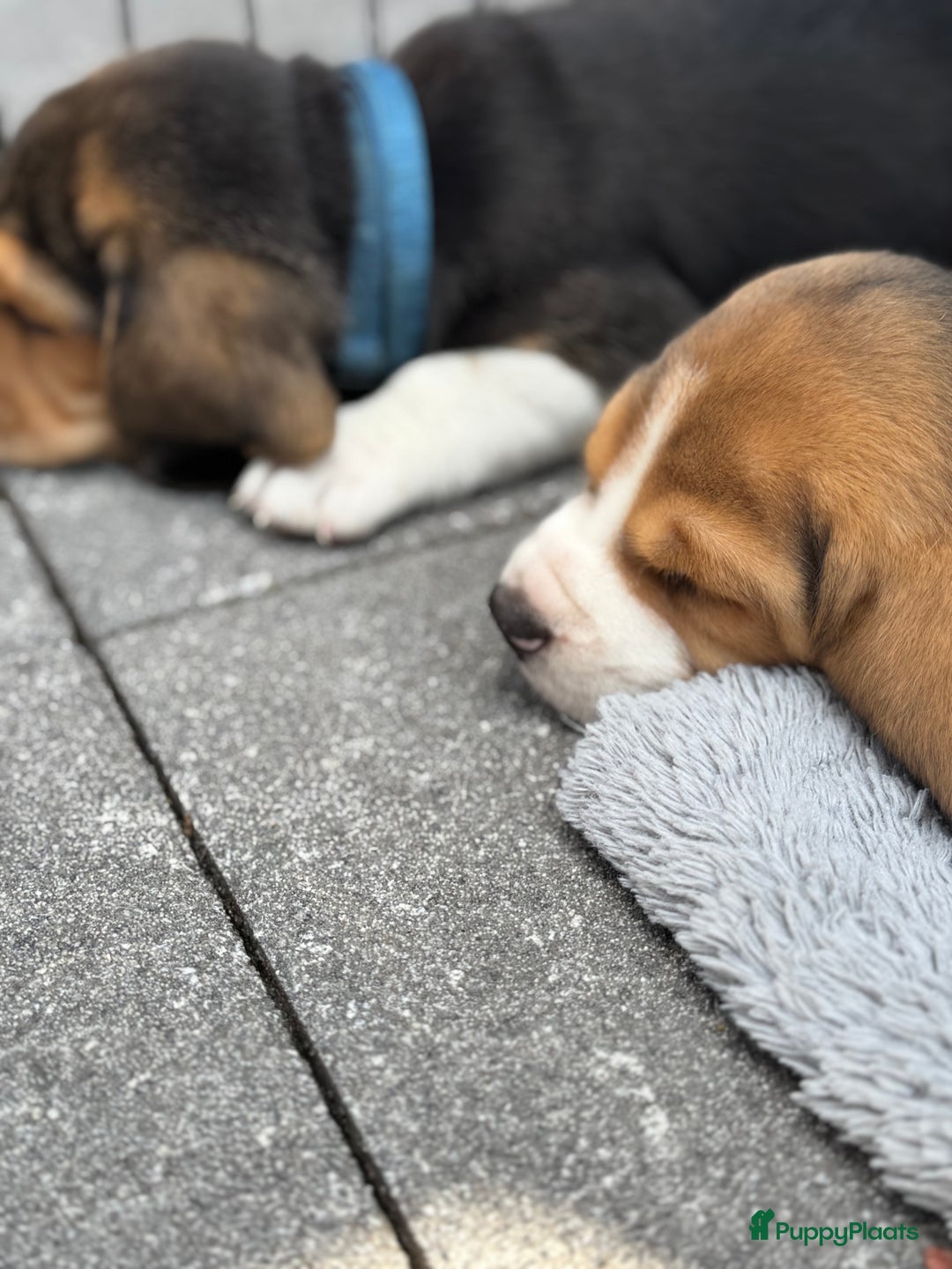 Beagle honden te koop: Beagle pups!!! - Afbeelding 7
