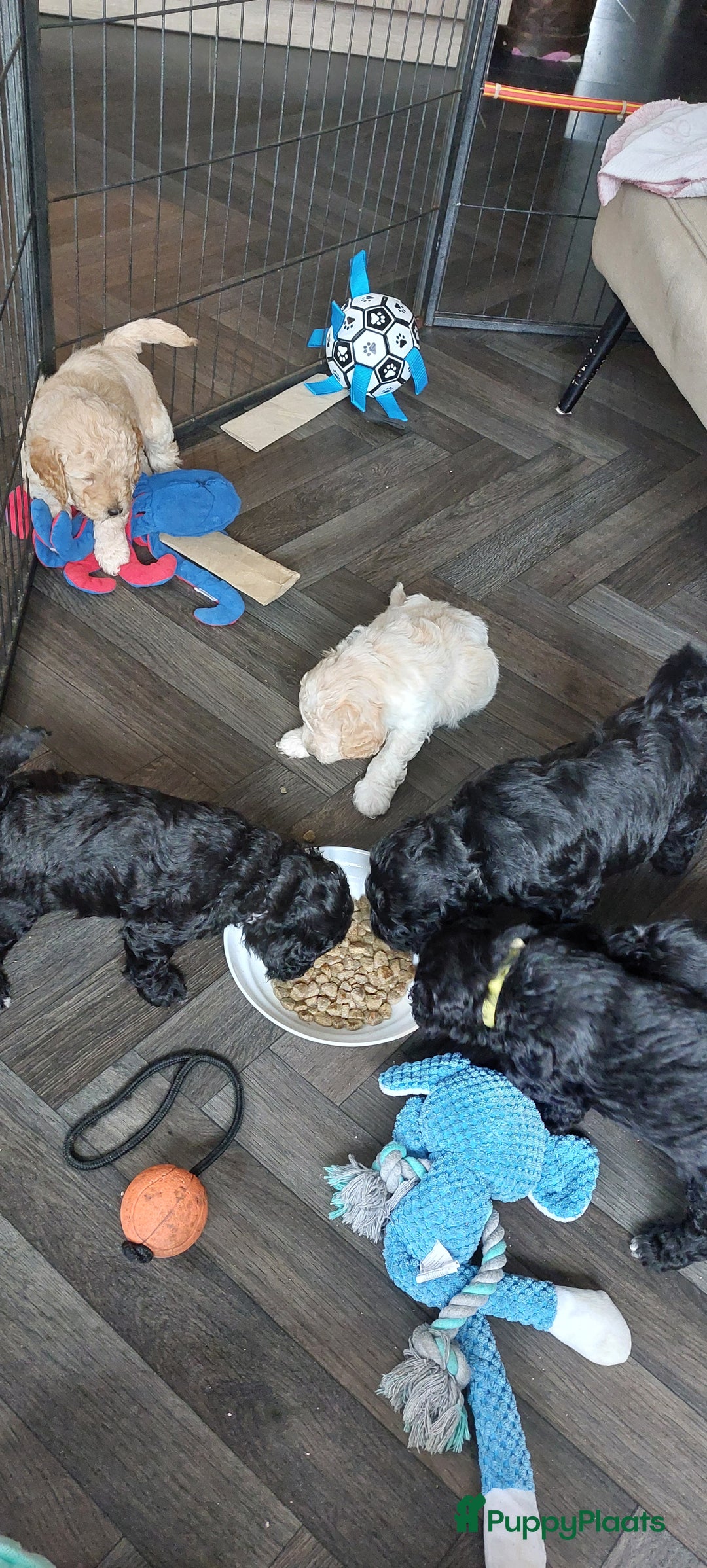 Labradoodle honden te koop: Prachtig nestje mini labradoodles te koop - Advertentie 4