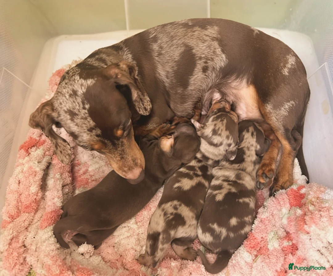 Teckel (korthaar)  honden te koop: Teckel puppy's - Advertentie 7