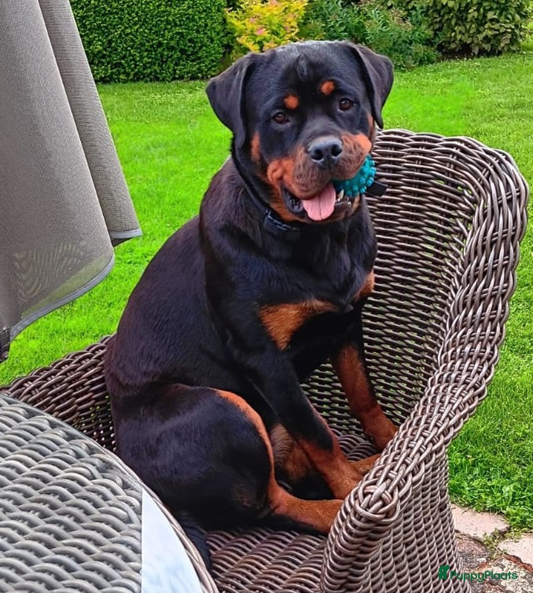 Rottweiler honden te koop: Raszuivere rottweiler pups te koop  - Afbeelding 5