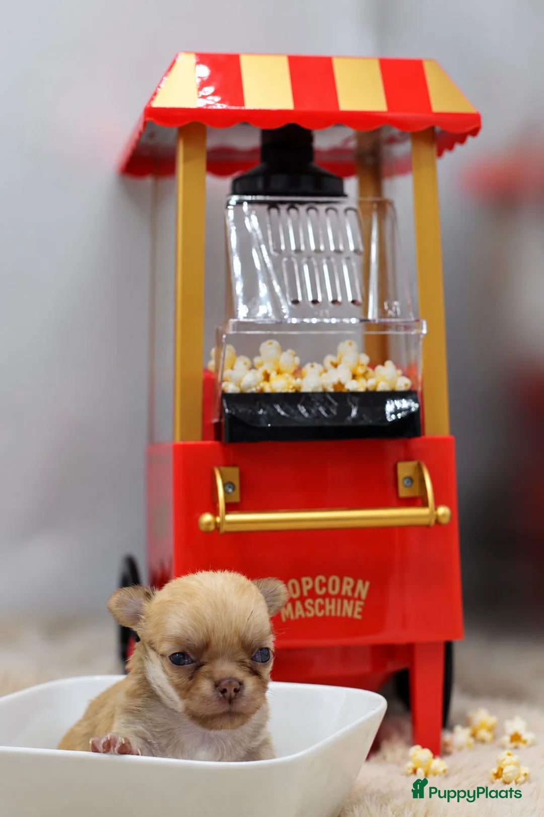 Chihuahua honden te koop: FCI stamboom Chihuahua pups  - Advertentie 2