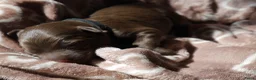 Labradoodle honden te koop: Lieve Labradoodle pups zoeken gouden mandje - Advertentie 19