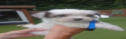 Boomer honden te koop: Prachtige boomer pups uit 1 malig gelegenheid nest - Advertentie 38